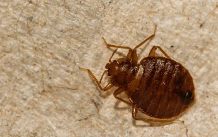 bed bugs in Salt Lake City Utah