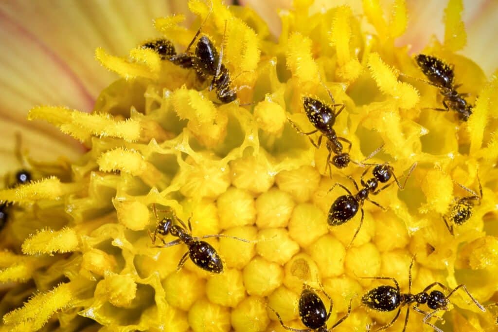 ant pest control
