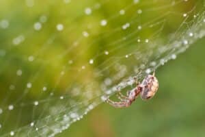 spider inspection in northern Utah