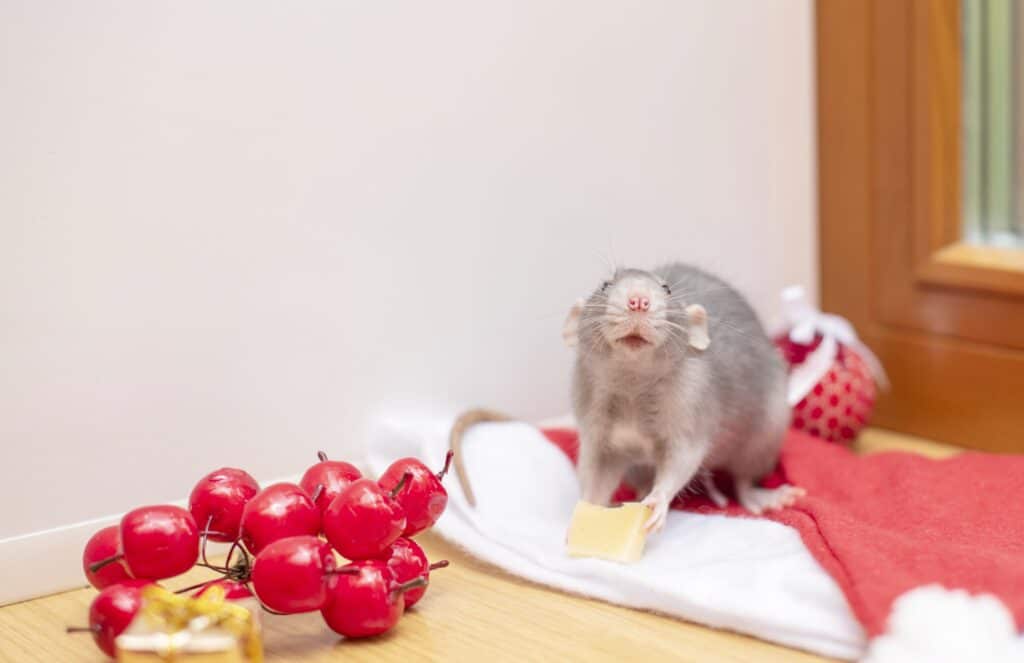Rat activity warning signs for Salt Lake City kitchens
